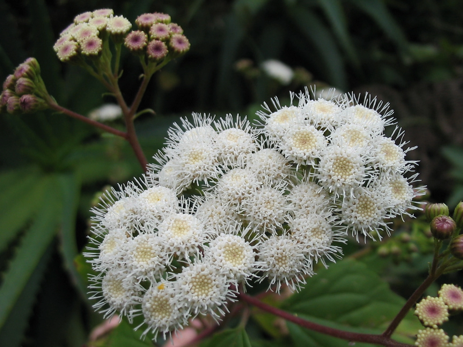 Ageratina adenophora