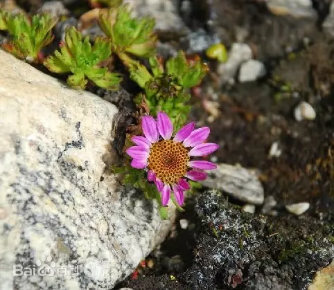 Allardia tridactylites