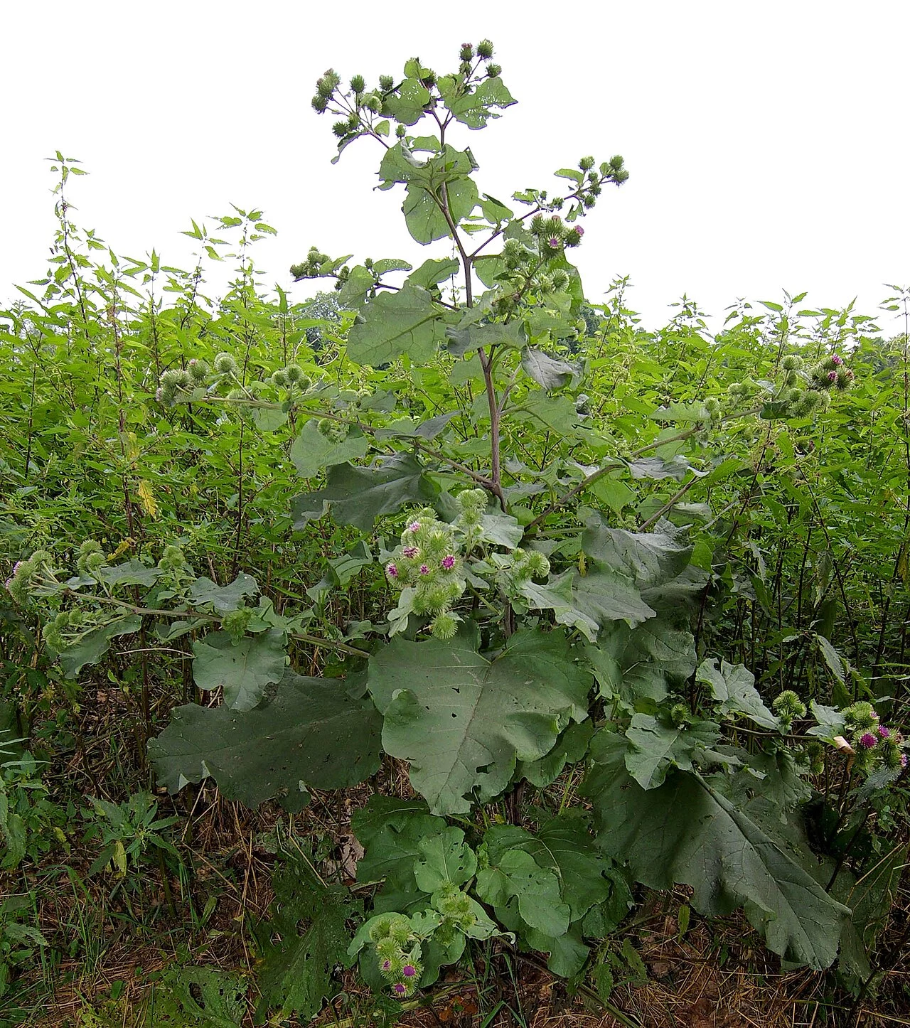 Arctium lappa plant