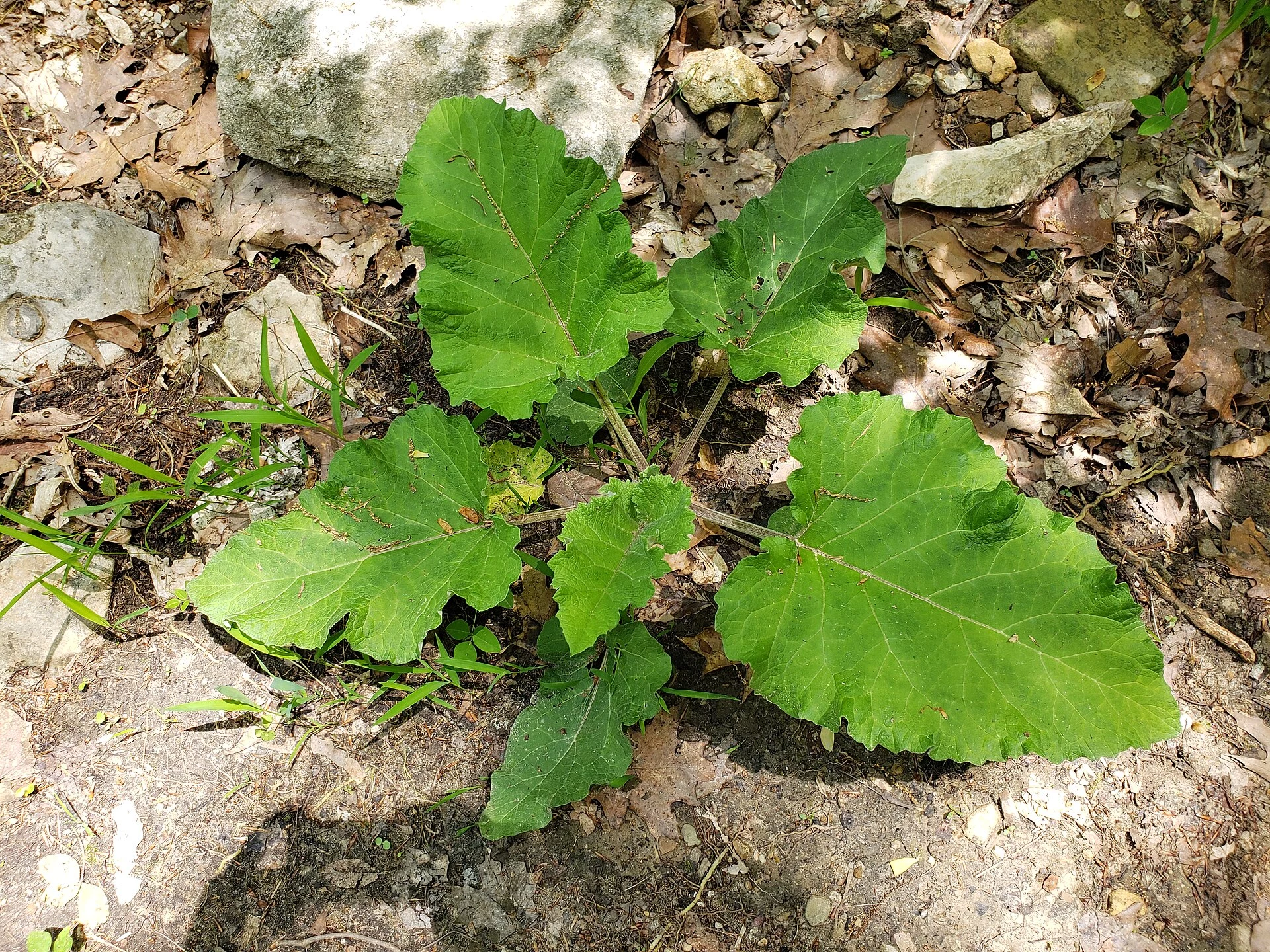 Arctium minus plant