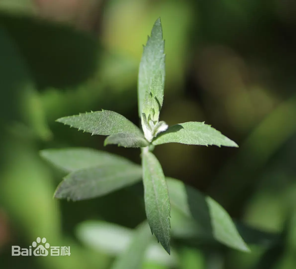 Artemisia ludoviciana