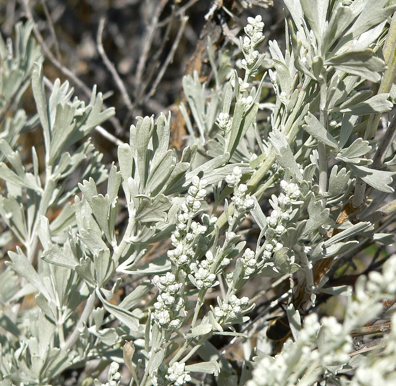 Artemisia tridentata plant