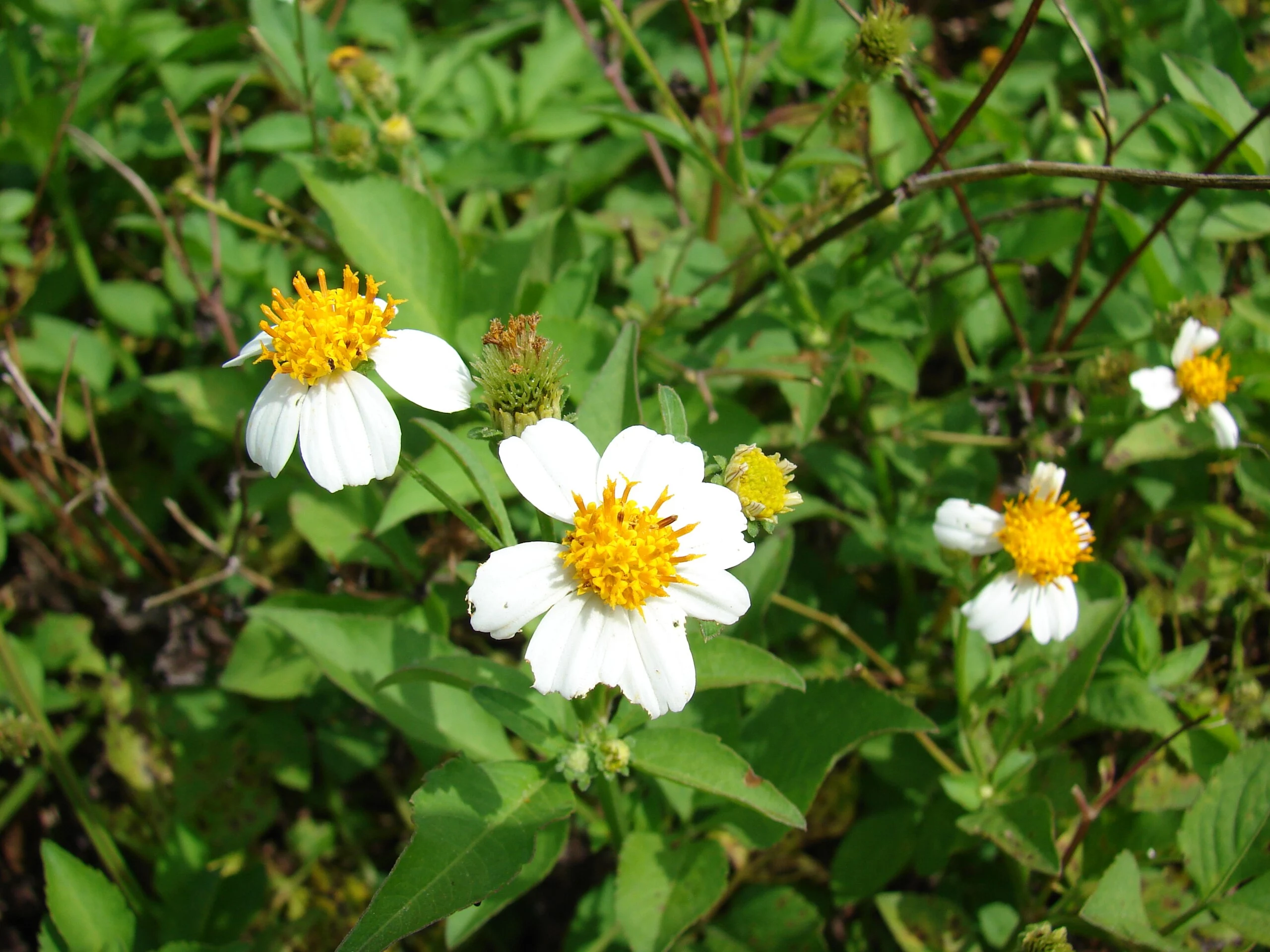 Bidens alba plant