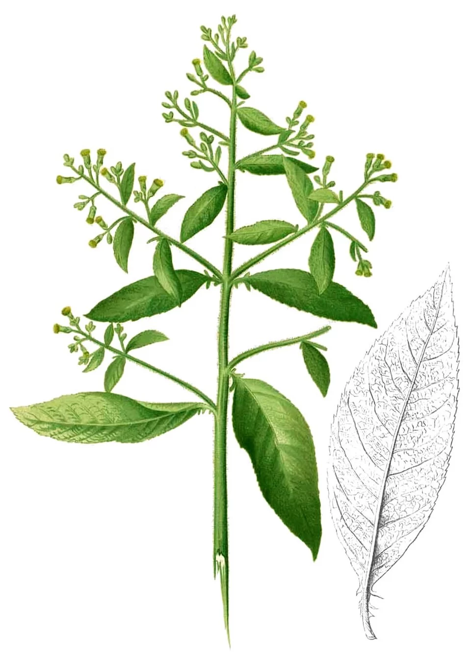 Blumea balsamifera
