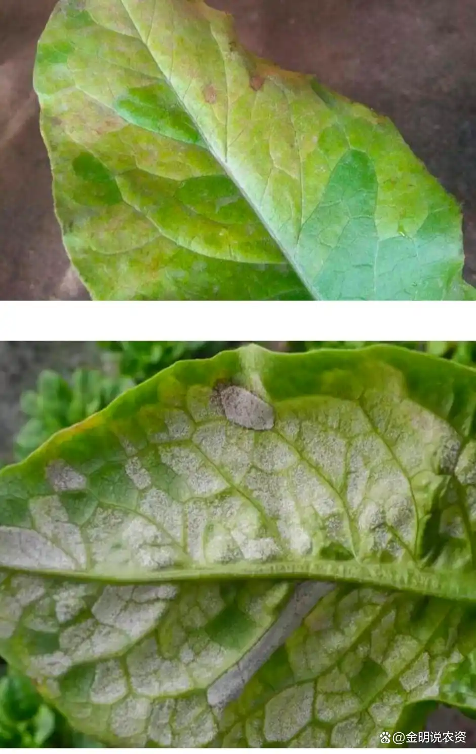 Downy Mildew
