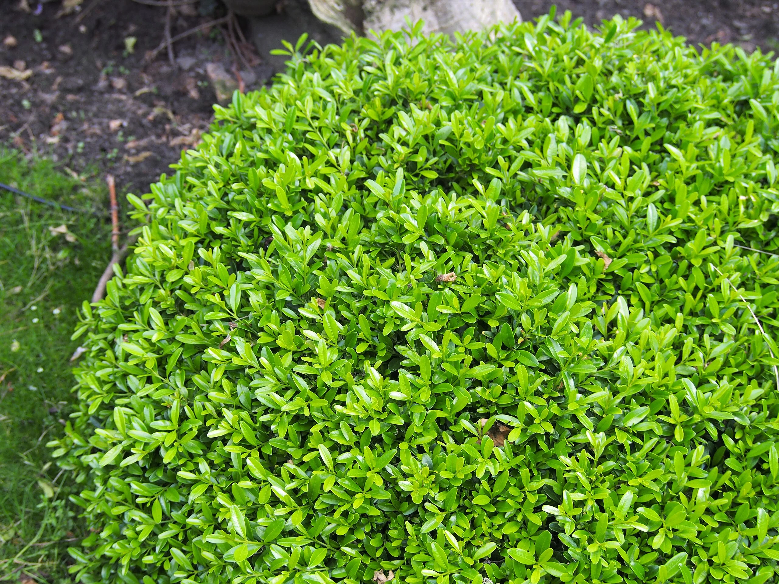 Buxus sinica plant