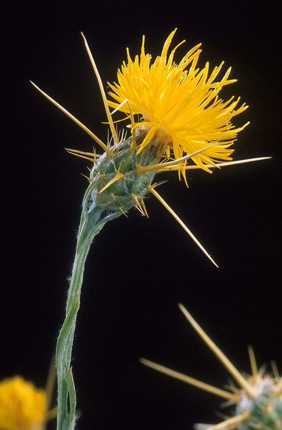 Centaurea solstitialis plant