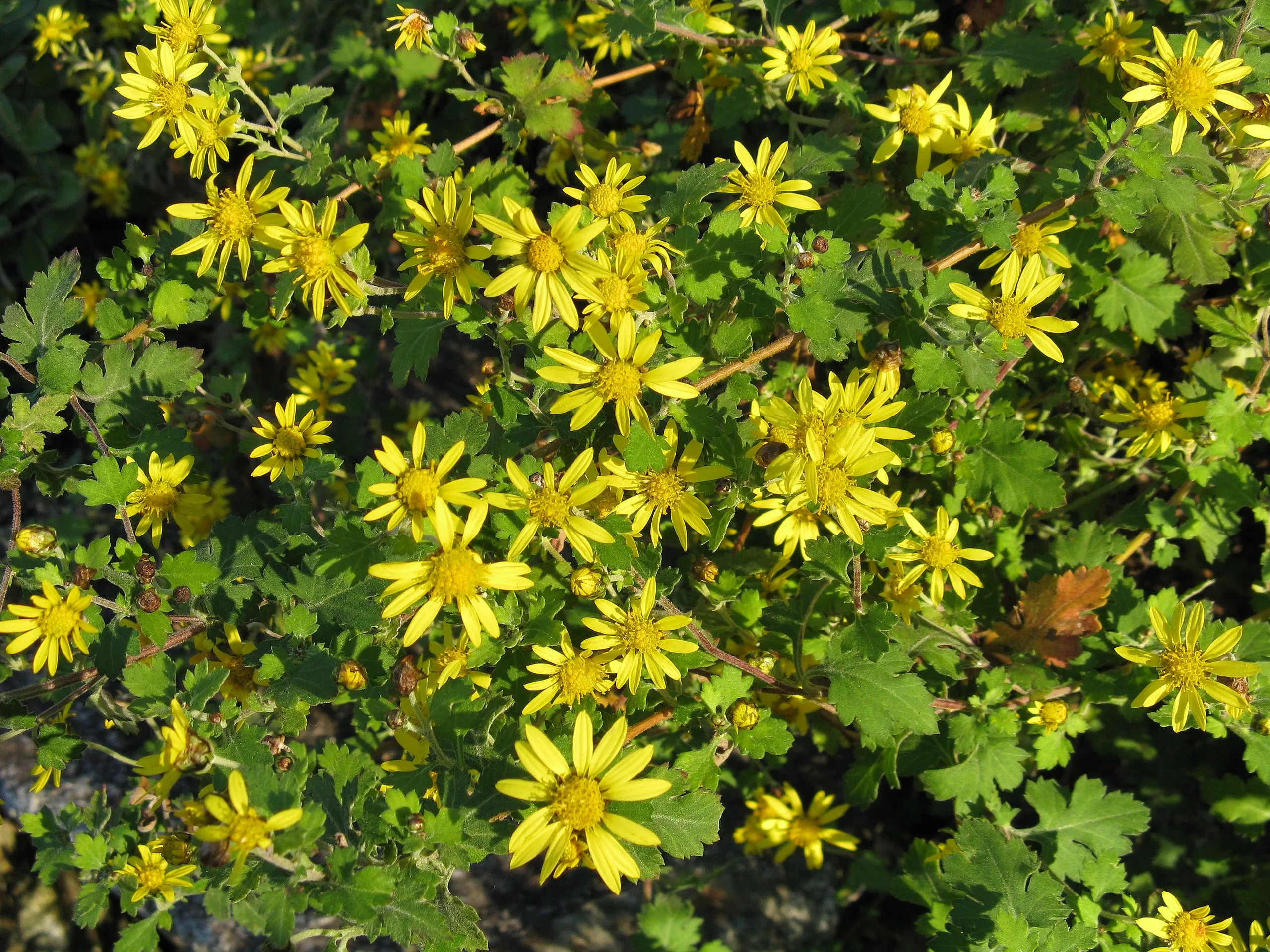 Chrysanthemum indicum plant