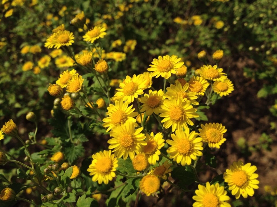 Chrysanthemum lavandulifolium plant
