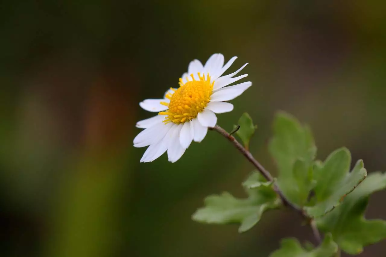 Chrysanthemum makinoi plant