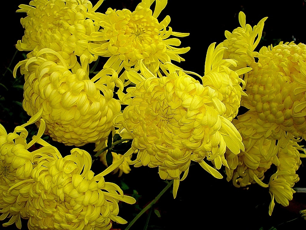Chrysanthemum morifolium plant