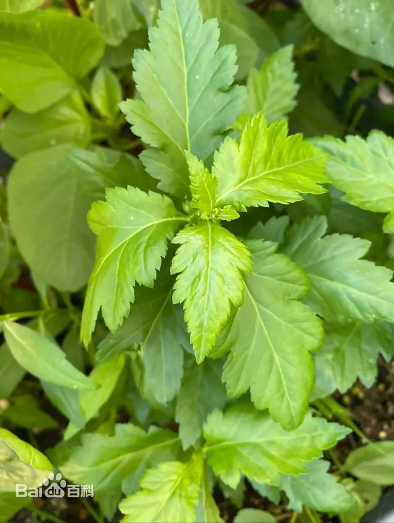 Chrysanthemum nankingense plant