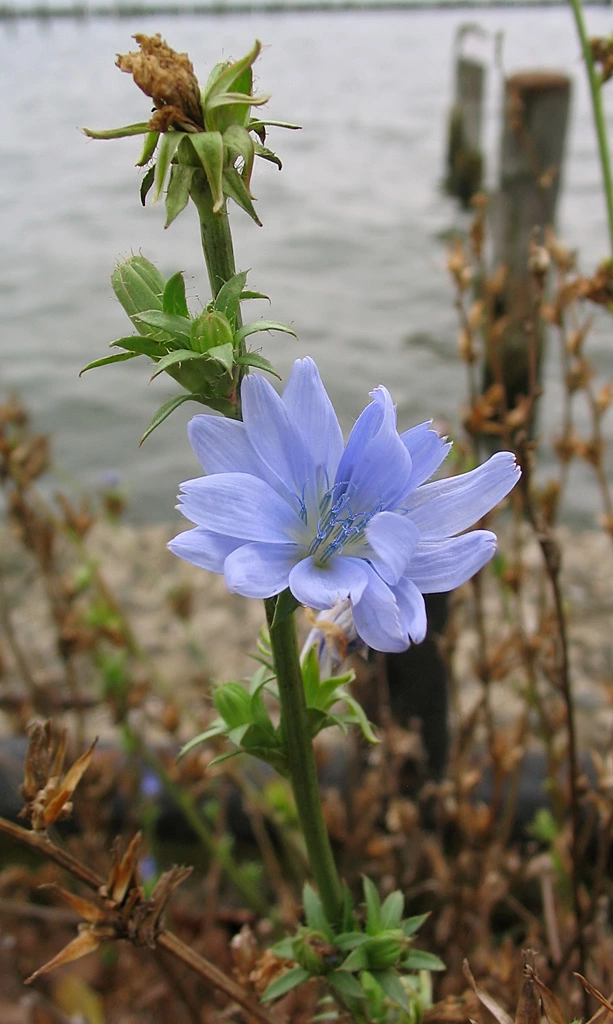 Cichorium intybus plant