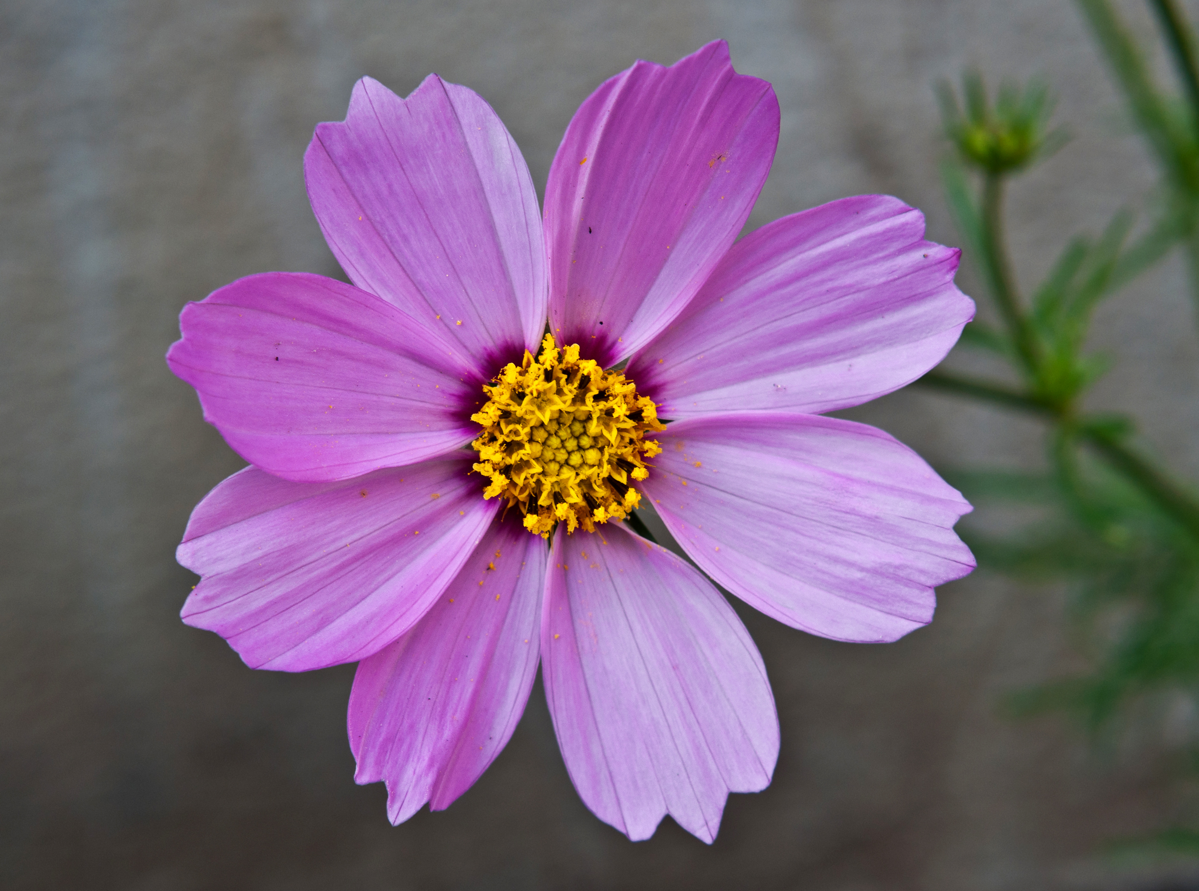 Cosmos bipinnatus plant