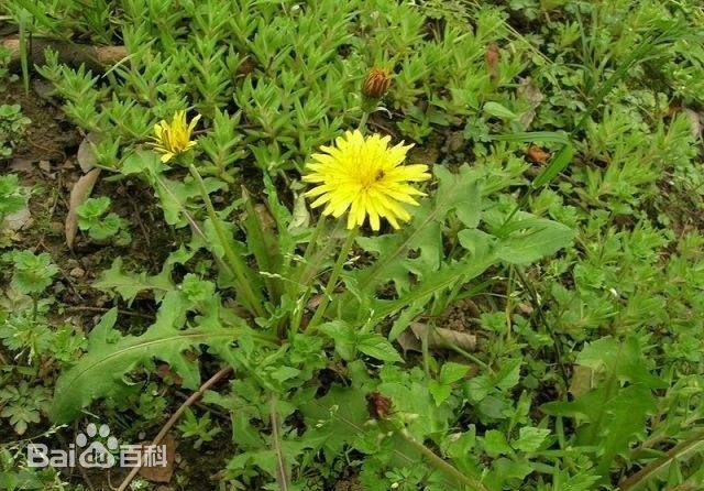 Cyathocline purpurea