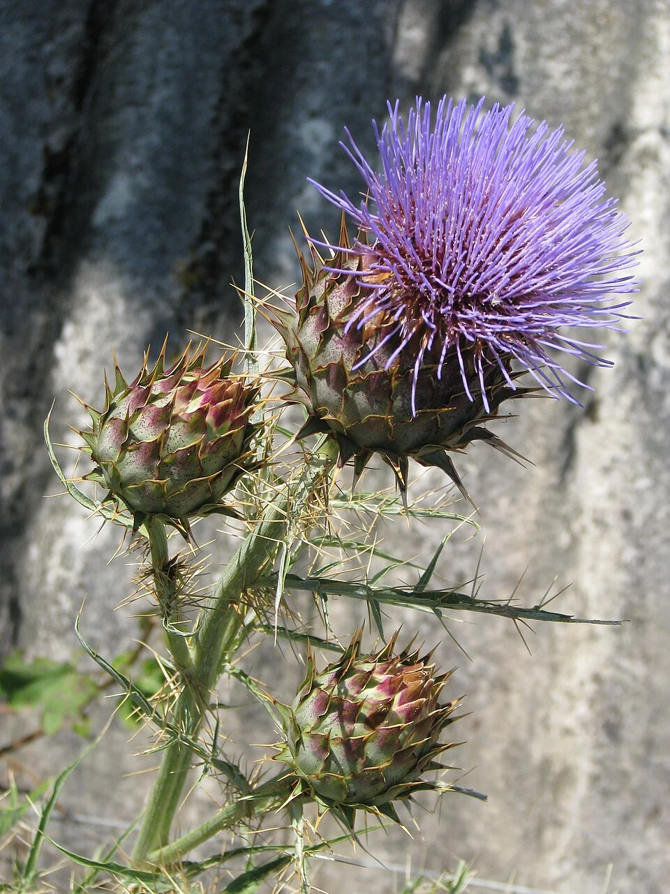 Cynara cardunculus plant
