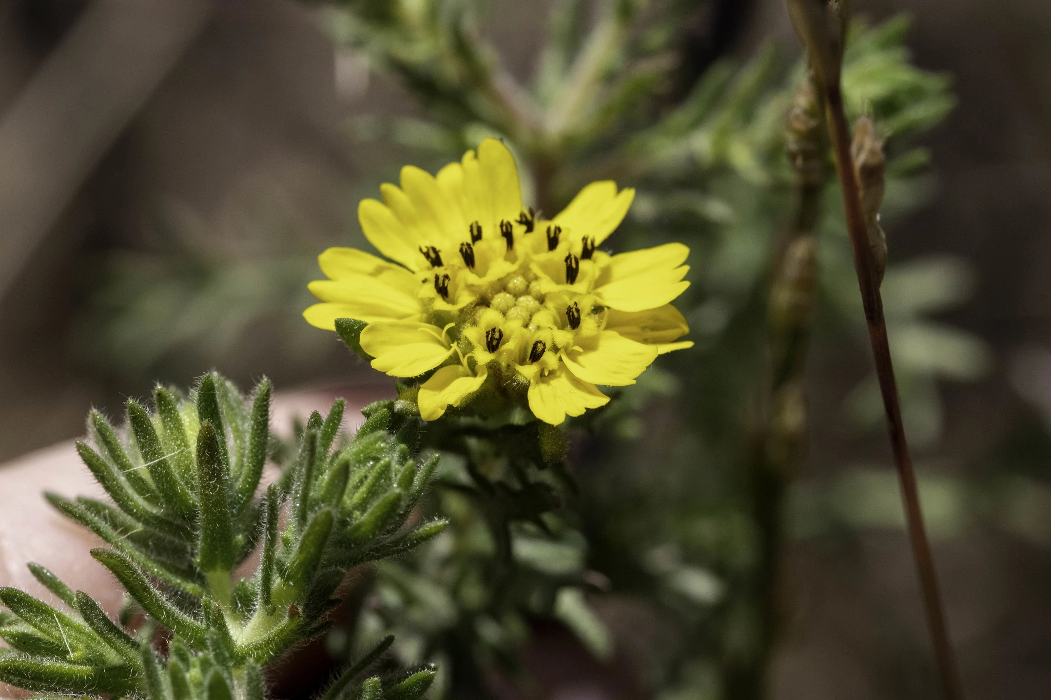 Deinandra increscens