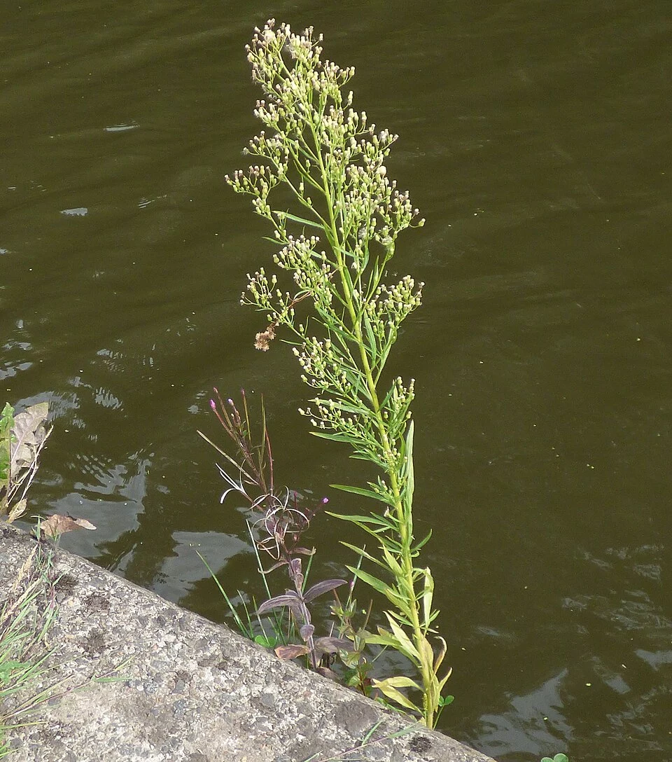 Erigeron canadensis