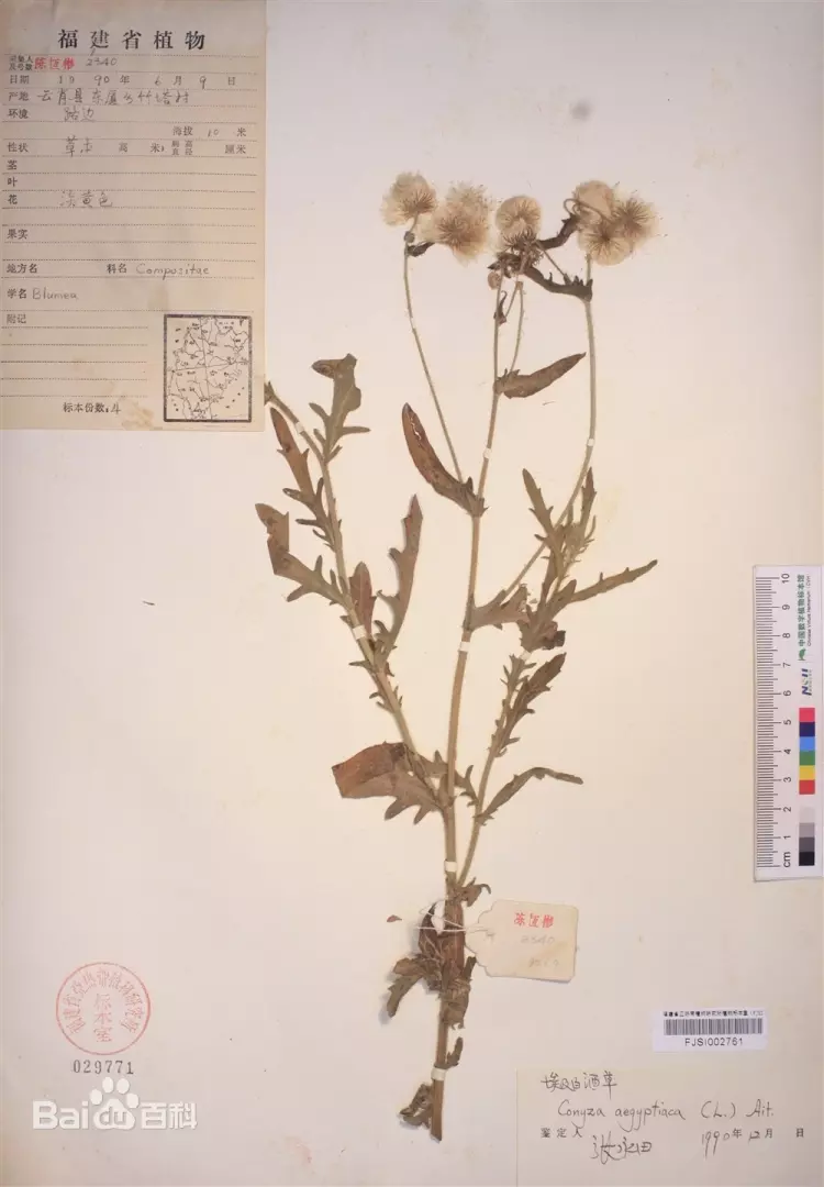 Eschenbachia aegyptiaca