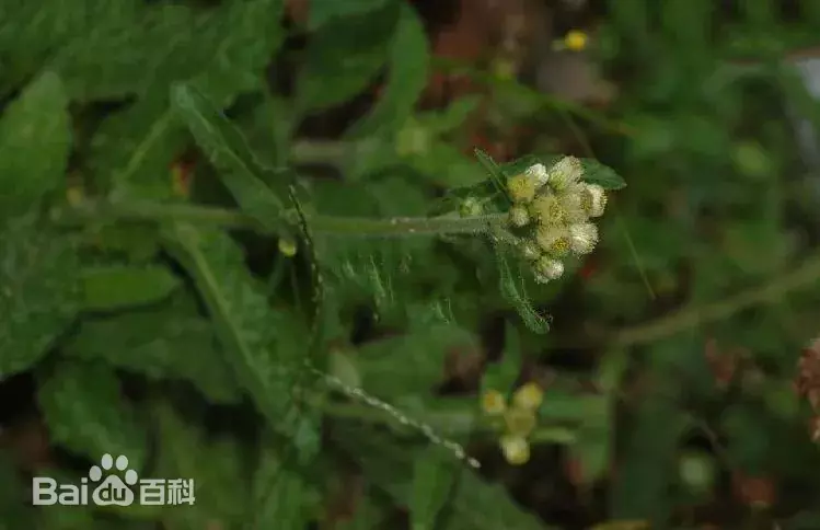 Eschenbachia japonica