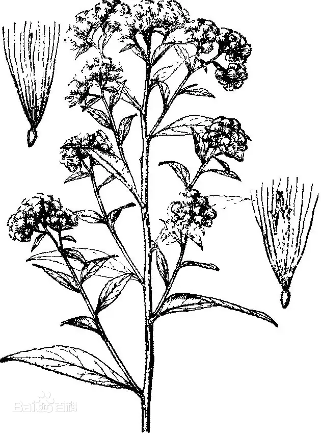 Eschenbachia leucantha