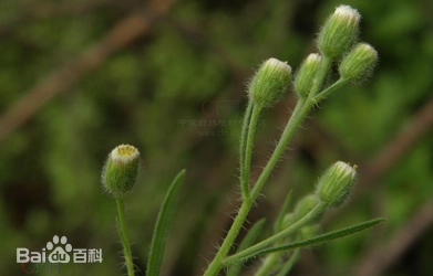 Eschenbachia muliensis