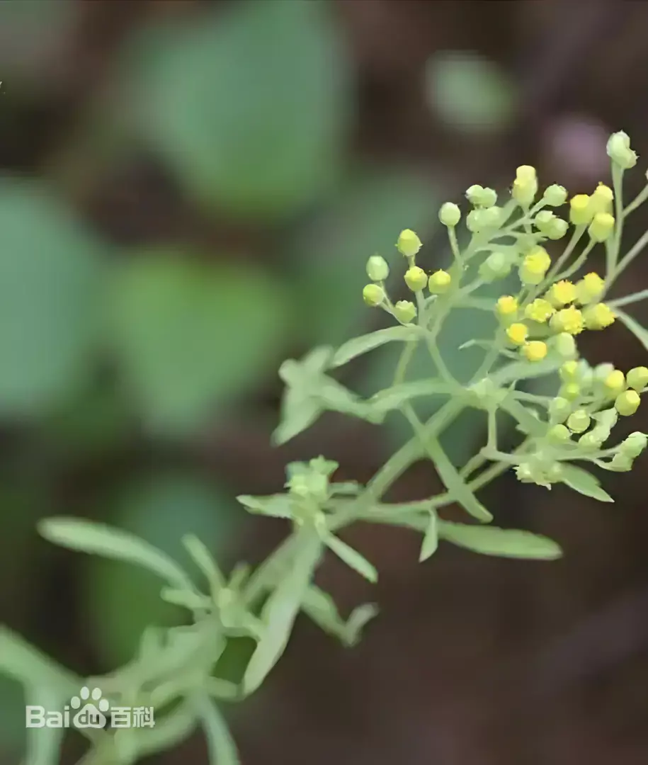 Eschenbachia stricta