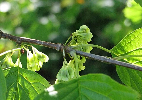 Euptelea pleiosperma