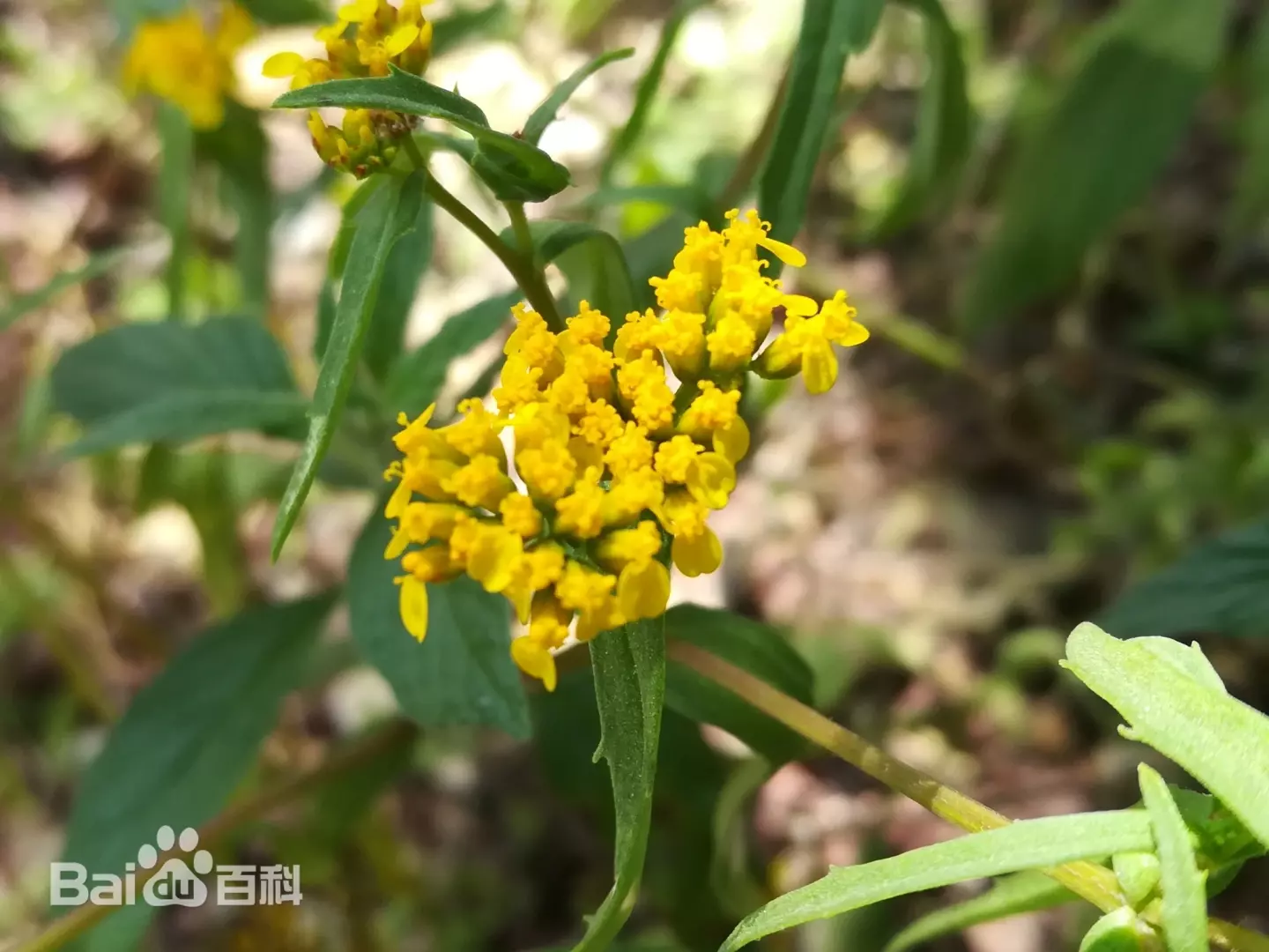 Flaveria ramosissima