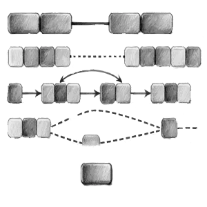 Gene Duplication