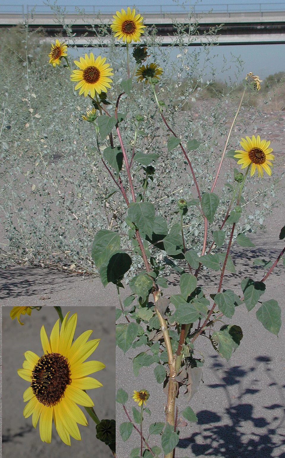 Helianthus anomalus
