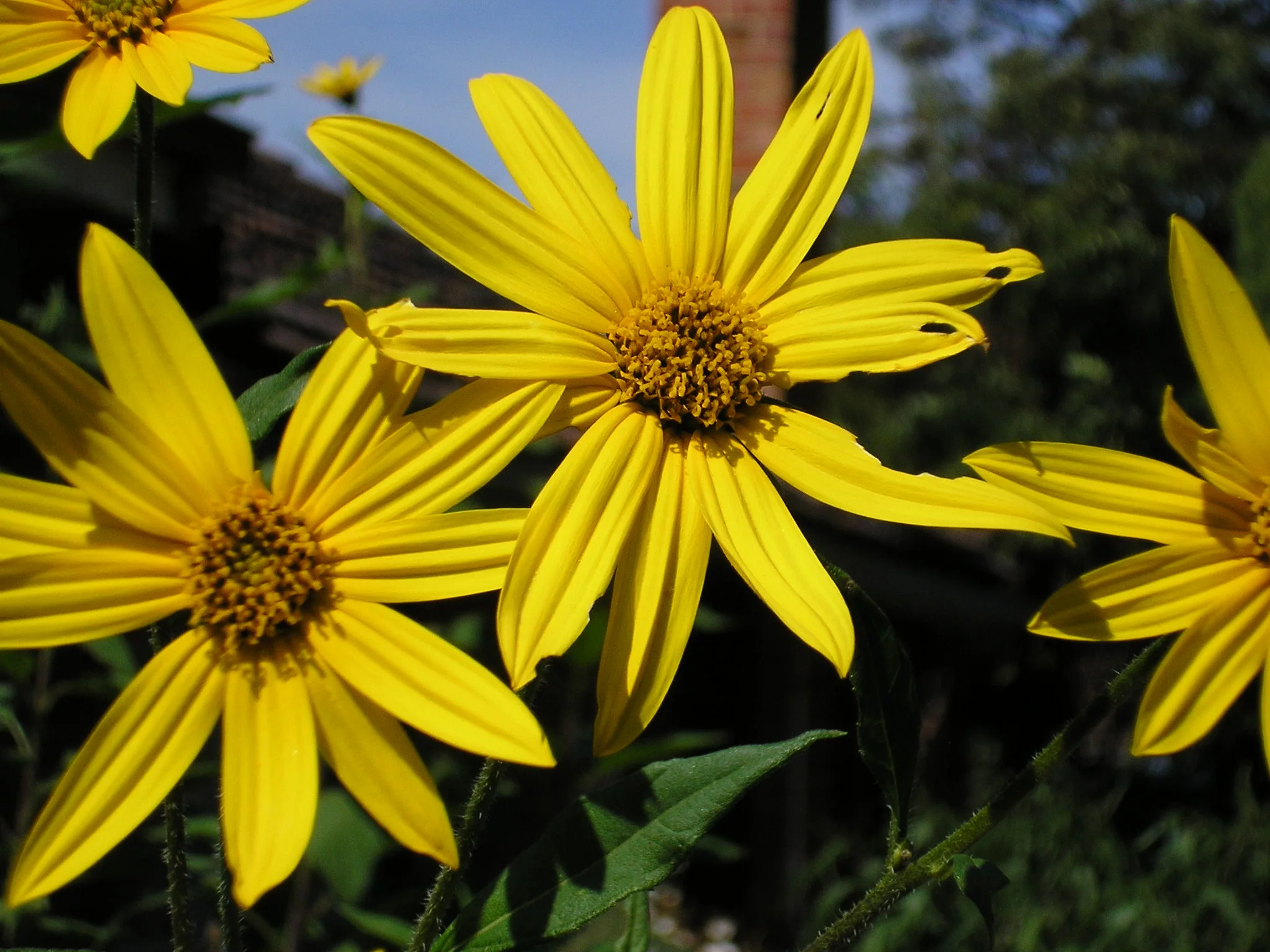 Helianthus tuberosus