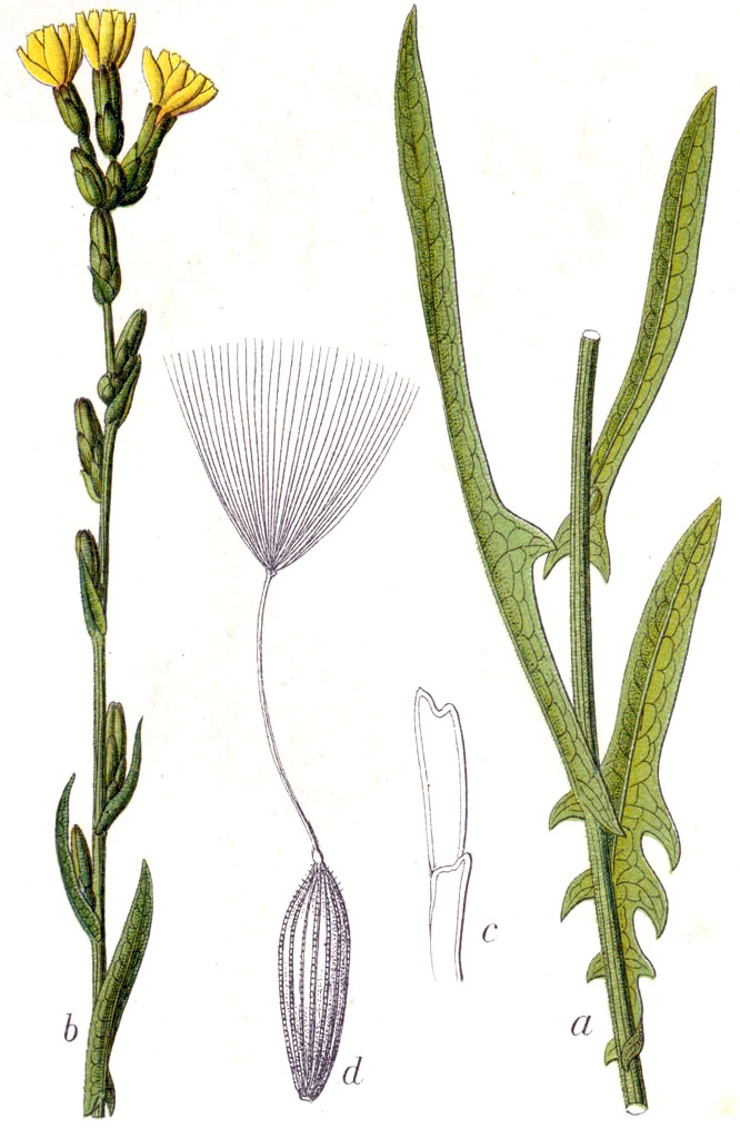 Lactuca saligna