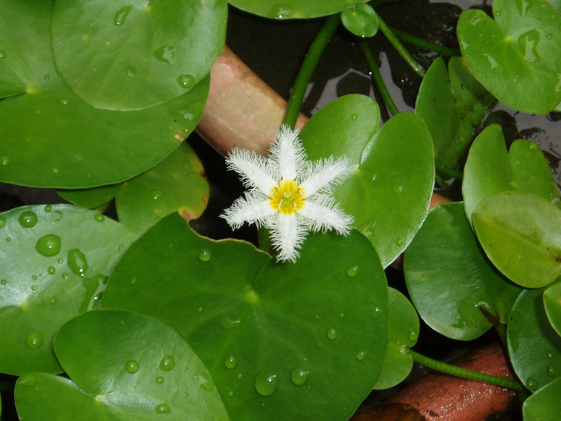 Nymphoides indica