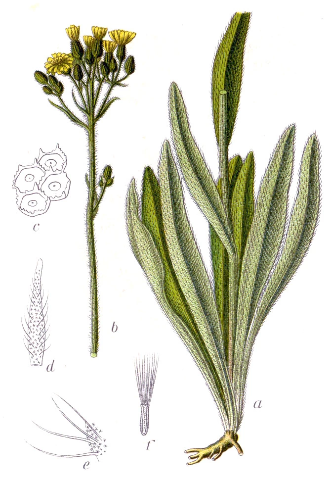 Pilosella piloselloides