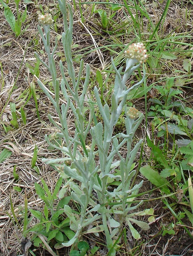 Pseudognaphalium luteoalbum