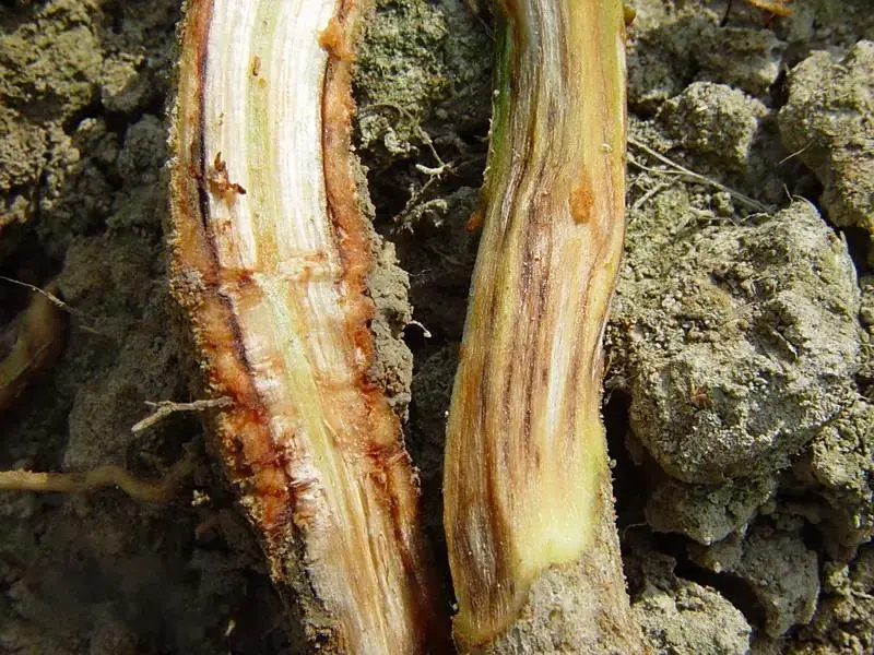 Root Rot