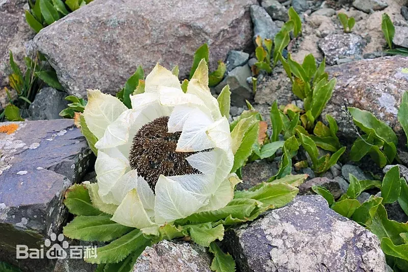 Saussurea involucrata