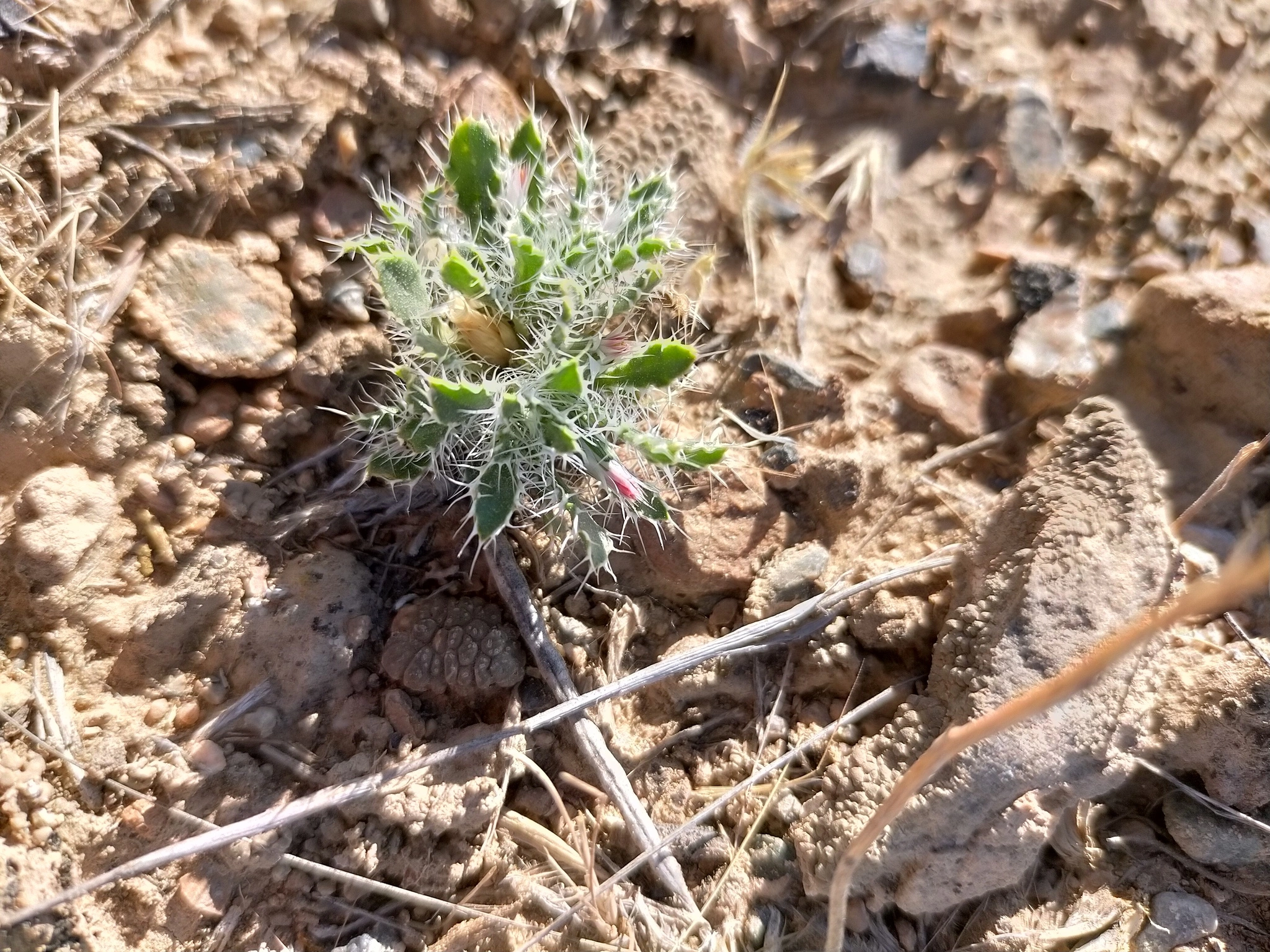 Schischkinia albispina