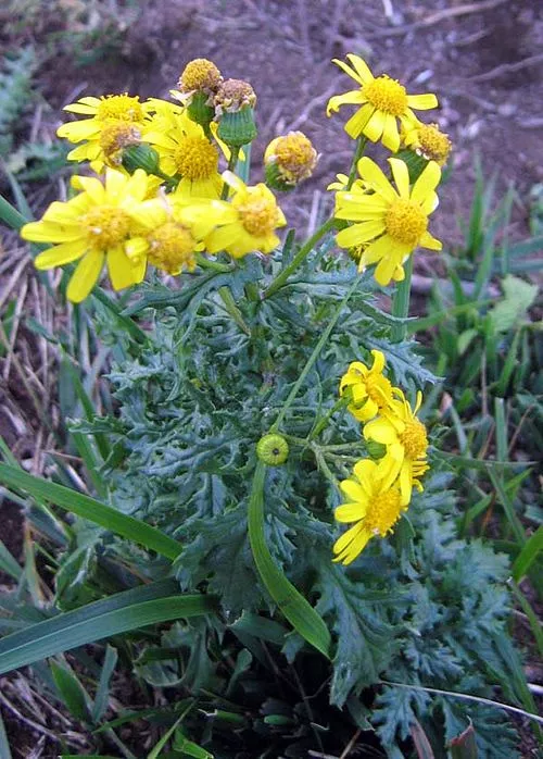 Senecio squalidus
