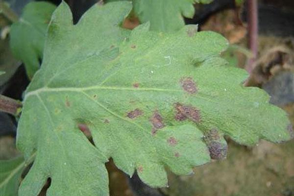 Leaf Spot