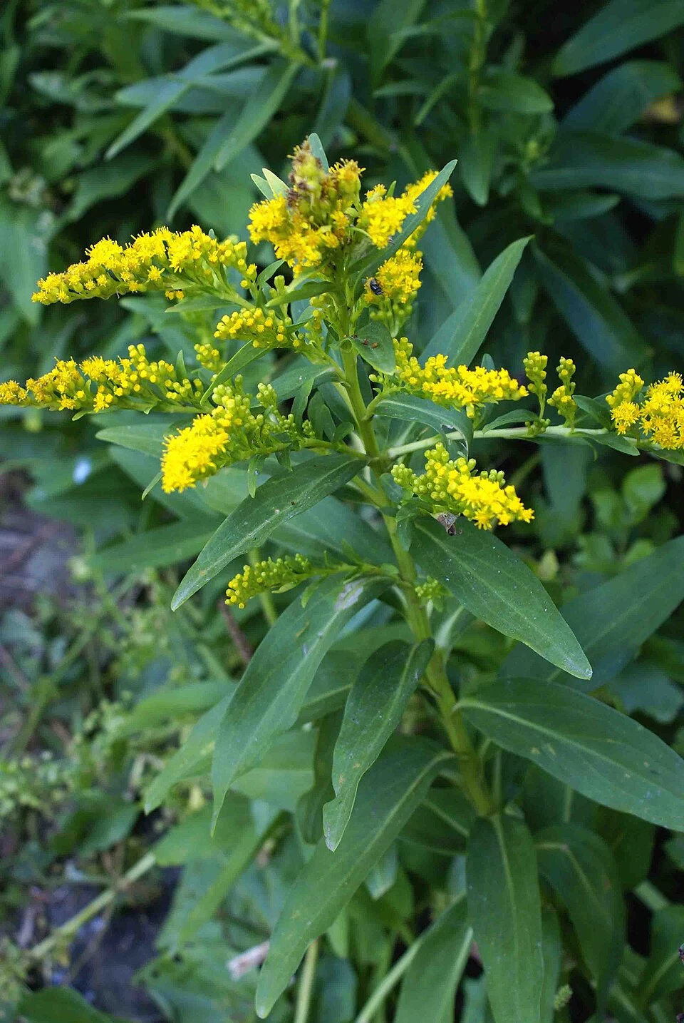 Solidago azorica