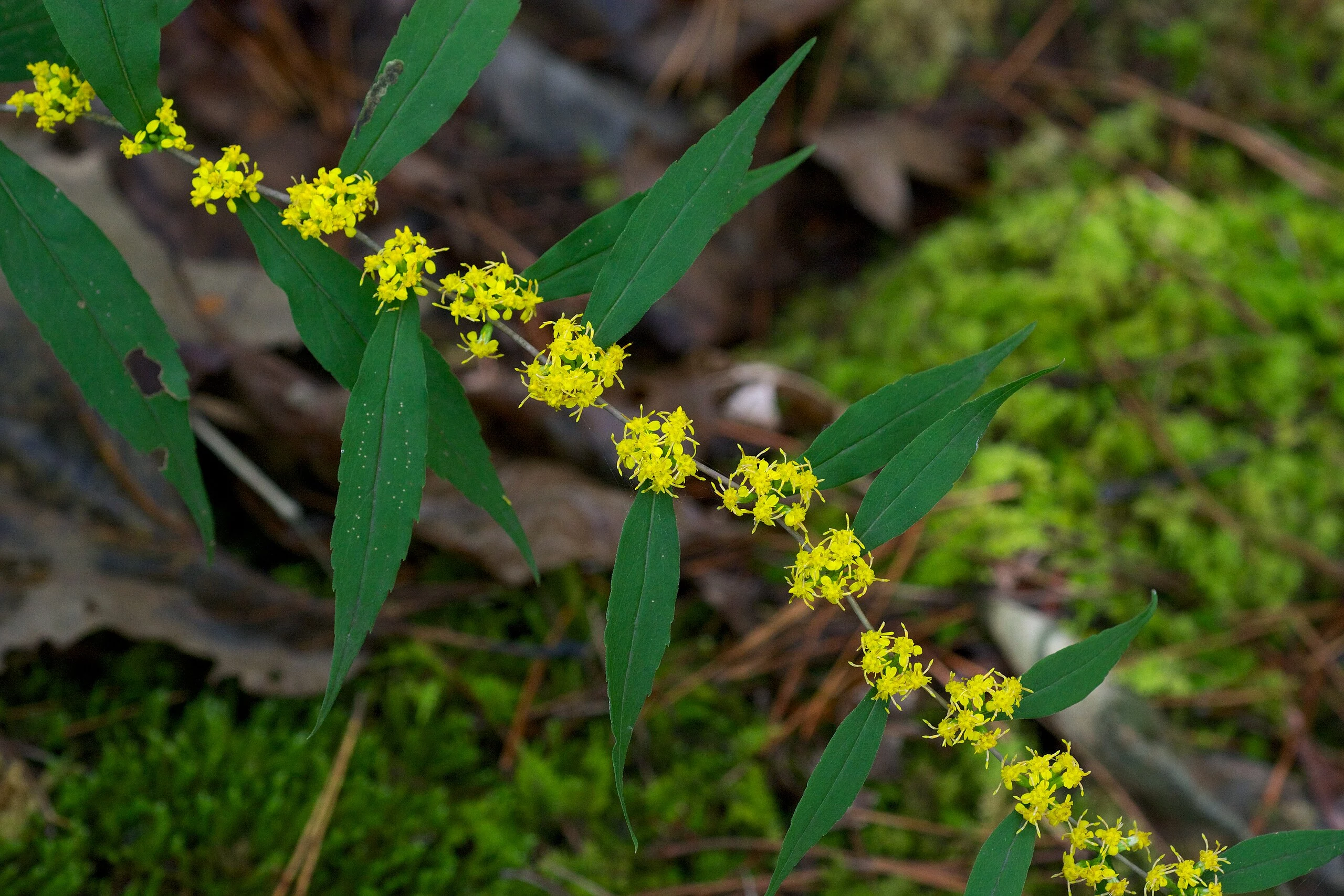 Solidago caesia