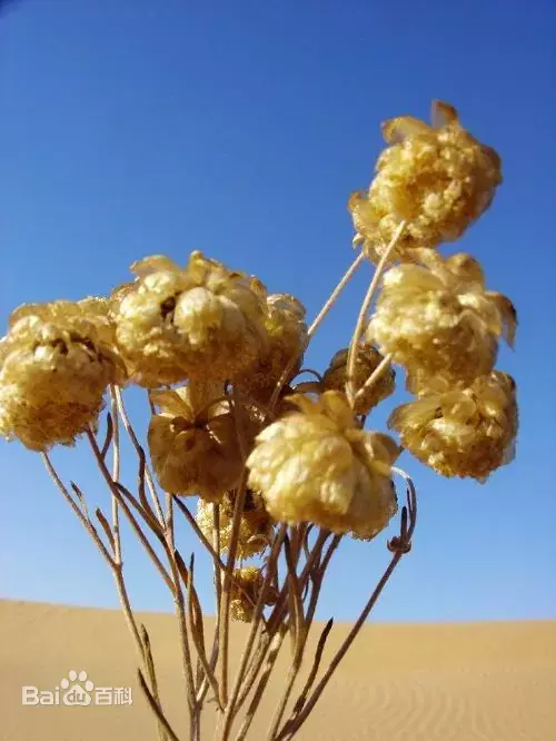 Stilpnolepis centiflora