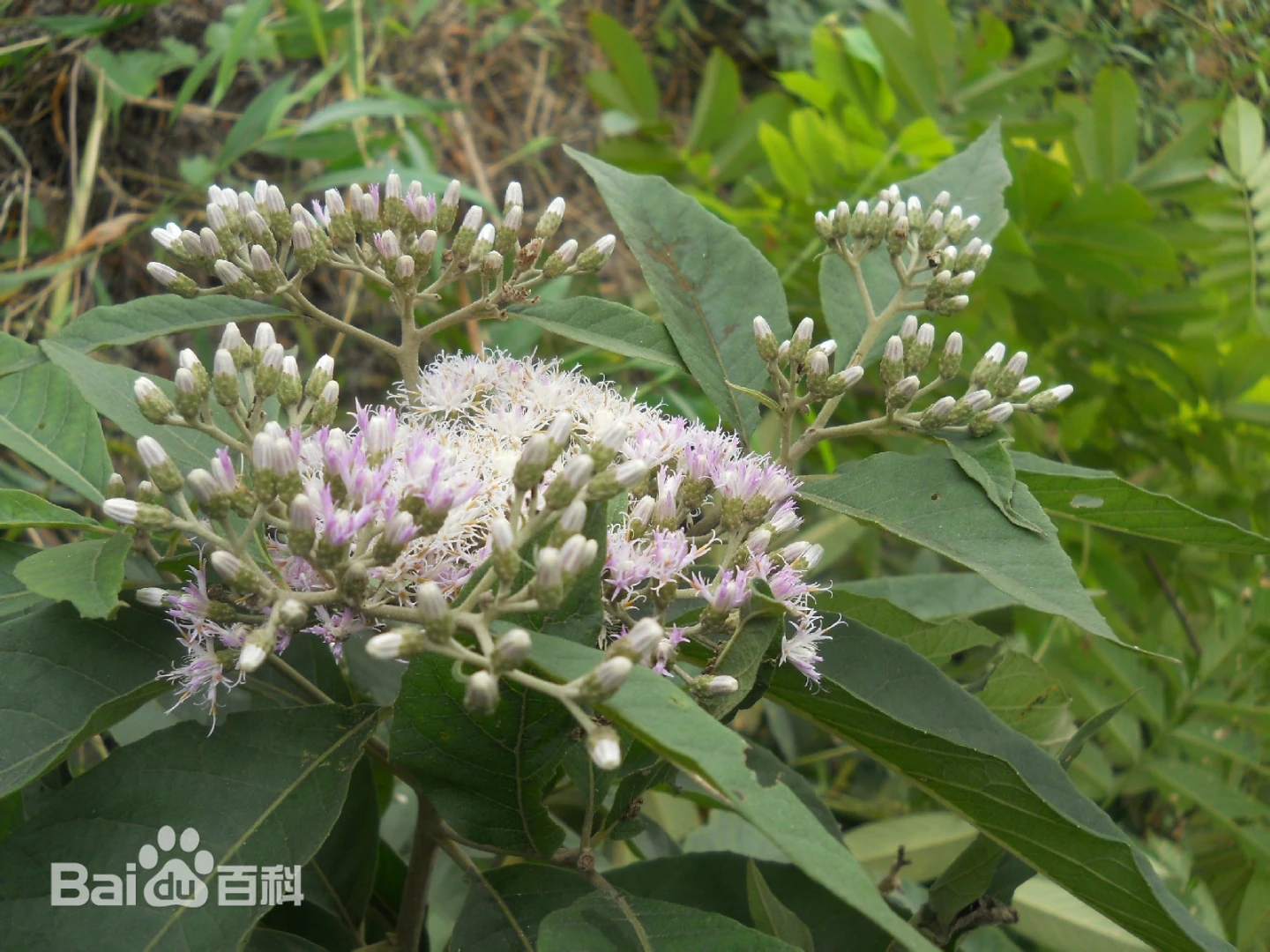 Strobocalyx esculenta