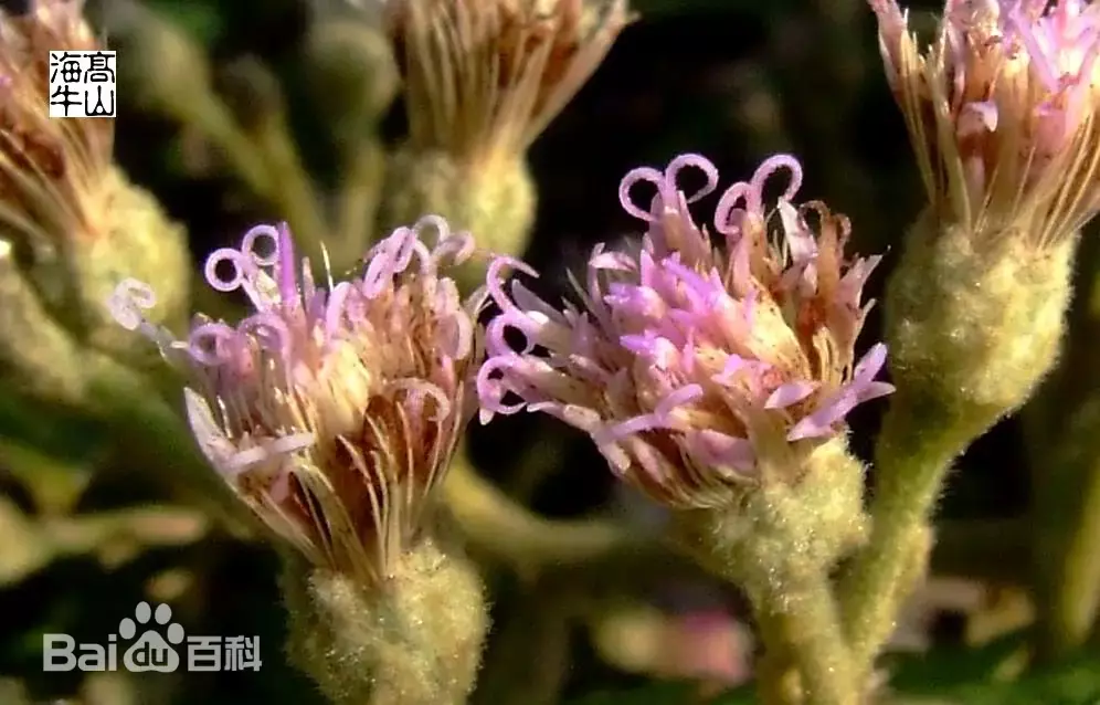 Strobocalyx solanifolia