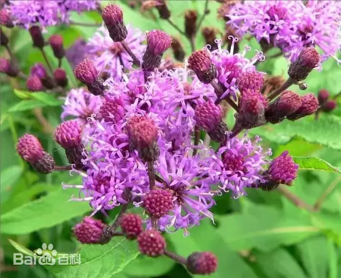 Strobocalyx sylvatica