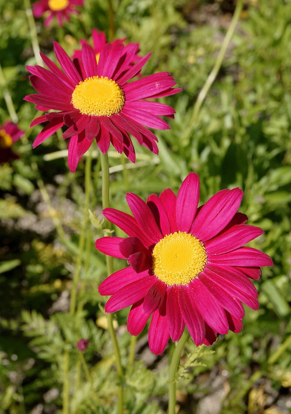 Tanacetum coccineum