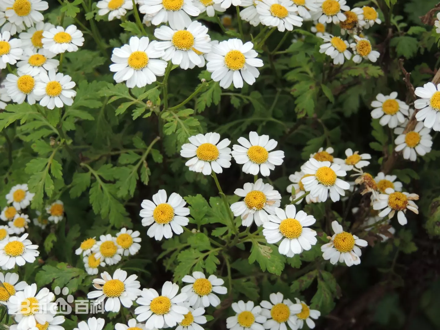 Tanacetum parthenium (feverfew)