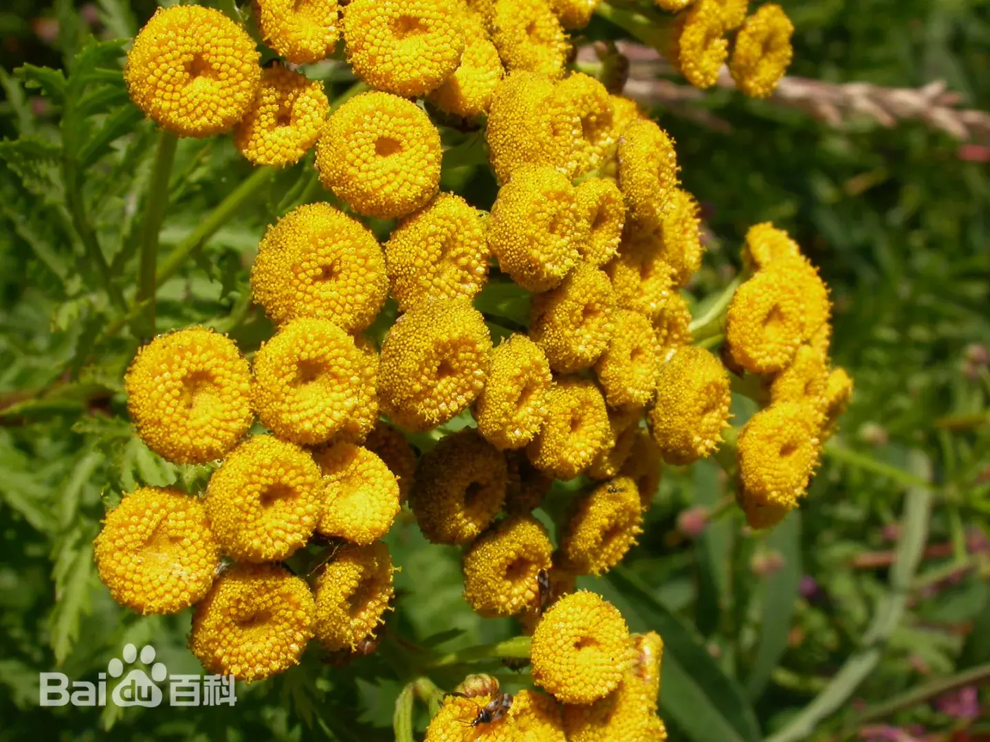 Tanacetum vulgare (tansy)
